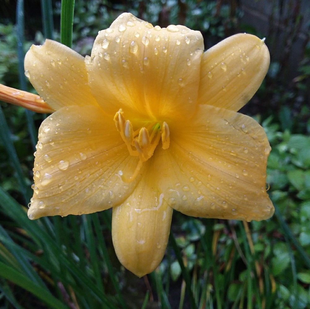 Meet your Posher, Traci